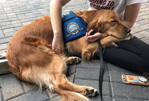 THE COMFORT DOGS